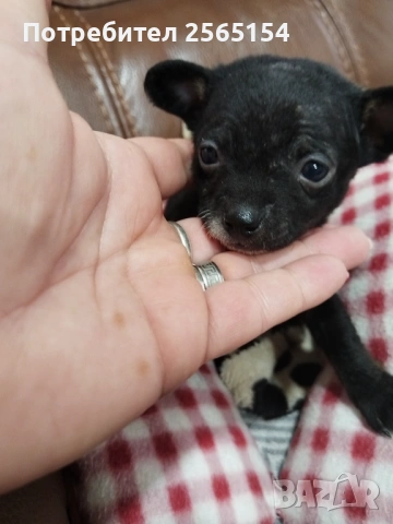 Момиче пинчер