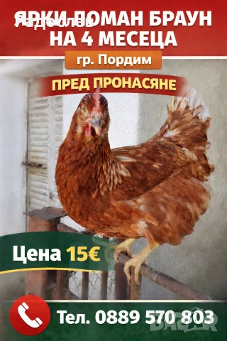 Ярки Ломан Браун за яйца, кокошки Носачки, петли , снимка 5 - Кокошки и пуйки - 41425416