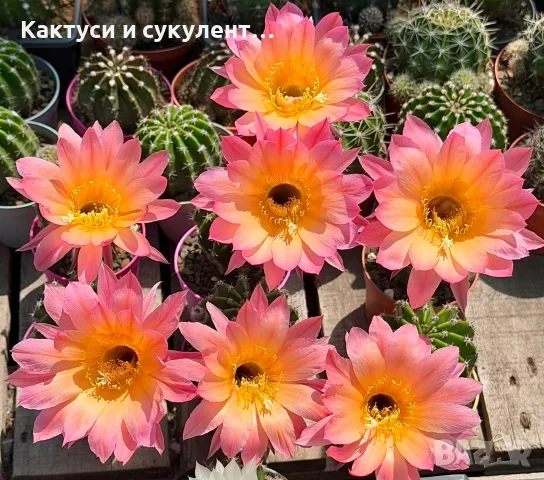 Цъфтящи Кактуси Echinopsis Hybrid омбре преливащи се цветове 