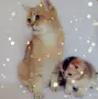 Шотландско мъжко Скоттиш Фолд. , снимка 9