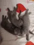 продавам 3 котенца , снимка 7