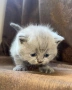 Чистокръвни британски котенца , снимка 8