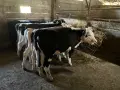 Продавам 7 Телета, снимка 3