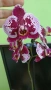 орхидея фаленопсис , снимка 1