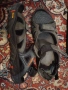 Сандали Merrell и джапанки Adidas, снимка 3