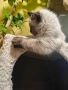 Регдол/ Ragdoll котенце, снимка 5