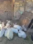 продавам калифорнийски зайци, снимка 9