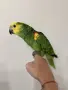Ръчно хранена Синьочела Амазона, снимка 2