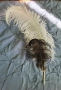 Бяло щраусово перо- подарявам, само за Русе, снимка 3