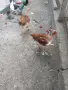 Кокошки голошийки, снимка 2