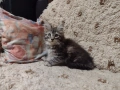 Котенца Мейн Куун момче и момиче, снимка 3