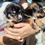 Подаряваме 8 малки сладки кученца на около месец кафеви и черни, снимка 1