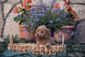 Той пудел Toy poodle, снимка 5