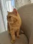 Продавам полуперсийско коте, снимка 3