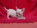 Мини чихуахуа.., снимка 1