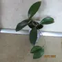  хоя восъче двуцветно, снимка 4