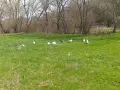 Яйца от свободно отглеждани токачки. , снимка 2