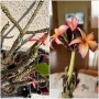 Плумерия (Frangipani) – Хавайско цвете, снимка 3