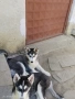 Продавам хъски, снимка 4