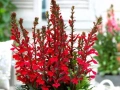 Лобелия Скарлет, Lobelia speciosa Starship Scarlet, студоустойчива и многогодишна, снимка 1