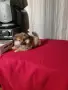 Шпиц мини женско , снимка 12