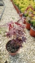 Японски Клен, Аcer palmatum Аtropurpureum, снимка 8