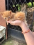 Осинови коте , снимка 3