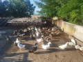 Патици Каки Кембъл и крякащи, снимка 2