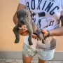 Сини питбулчета , снимка 9