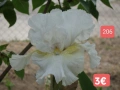 Ириси за продажба обява 3, снимка 6
