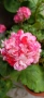 Pelargonium Sutavres Igor , снимка 1
