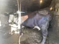 Една бременна крава за отелване на второ теле, снимка 2