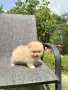 Померан мини момче. Померанче, снимка 6
