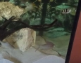 Риби сиамски шарани( Catlocarpio siamensis), снимка 5