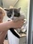 Подаряват се късметлийчета, снимка 1