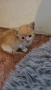 Мъжко котенце на 1 месец си търси любящо семейство, снимка 1