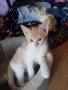 Подаряваме 3 прекрасни домашни котенца ❤️, снимка 2