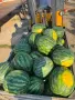 Продаваме диня на едро - сорт: РОМАНЗА ; тел. 0878744855, снимка 1