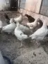 Продавам пиленца , снимка 3