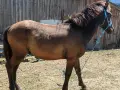 мъжко конче 10 месеца , снимка 4