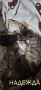 Подаряват се котенца, снимка 5