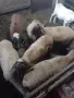 продавам агнета, снимка 3