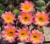 Цъфтящи Кактуси Echinopsis Hybrid омбре преливащи се цветове , снимка 1