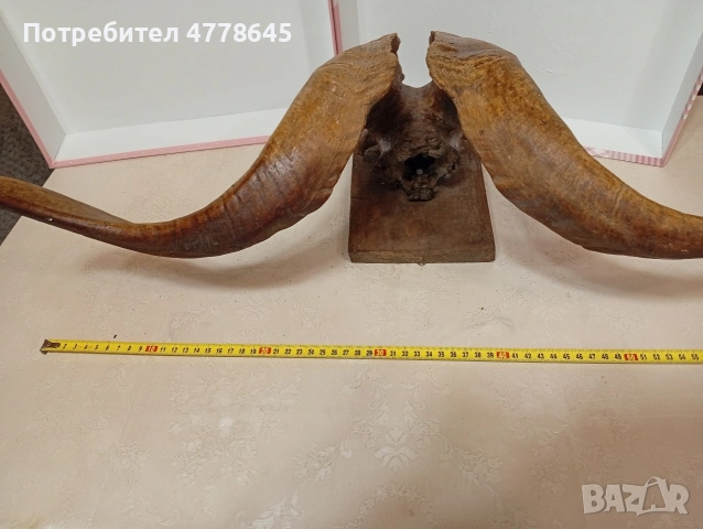 стар трофей рога., снимка 5 - Антикварни и старинни предмети - 54239950