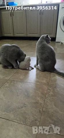 British Shorthair 61 дена, снимка 9 - Британска късокосместа - 55661938