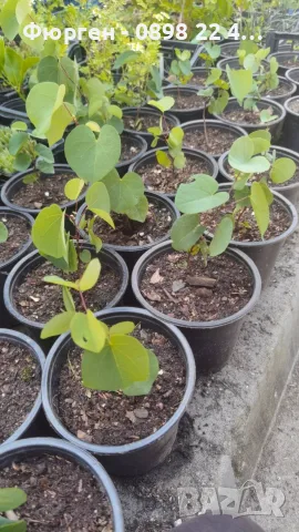 Див рожков (Cercis siliquastrum) Дърво на Юда, снимка 7 - Разсади - 55590892
