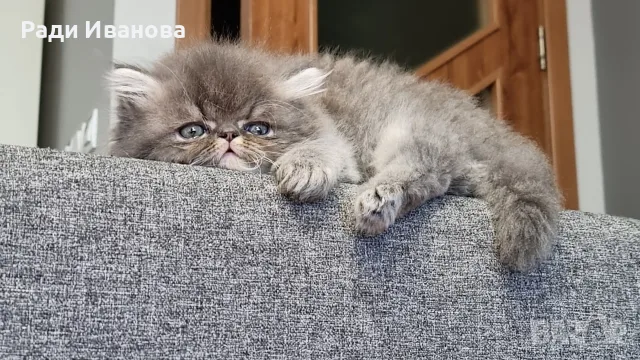 Персийски котета, сестрички родени на 23.05.26г., снимка 5 - Персийска - 55676959