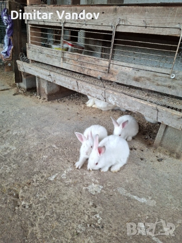 Зайчета цика , снимка 2 - Други - 54886080