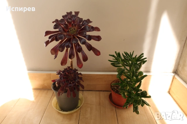 Два броя сукуленти, Седум, Sedum sp. за 3 евро !