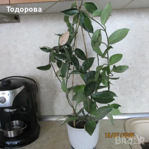  хоя восъче двуцветно